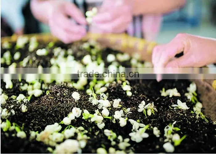 Organic Famous Jasmine Green Tea best-selling Jasmine