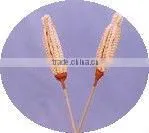 Palm exotic stick