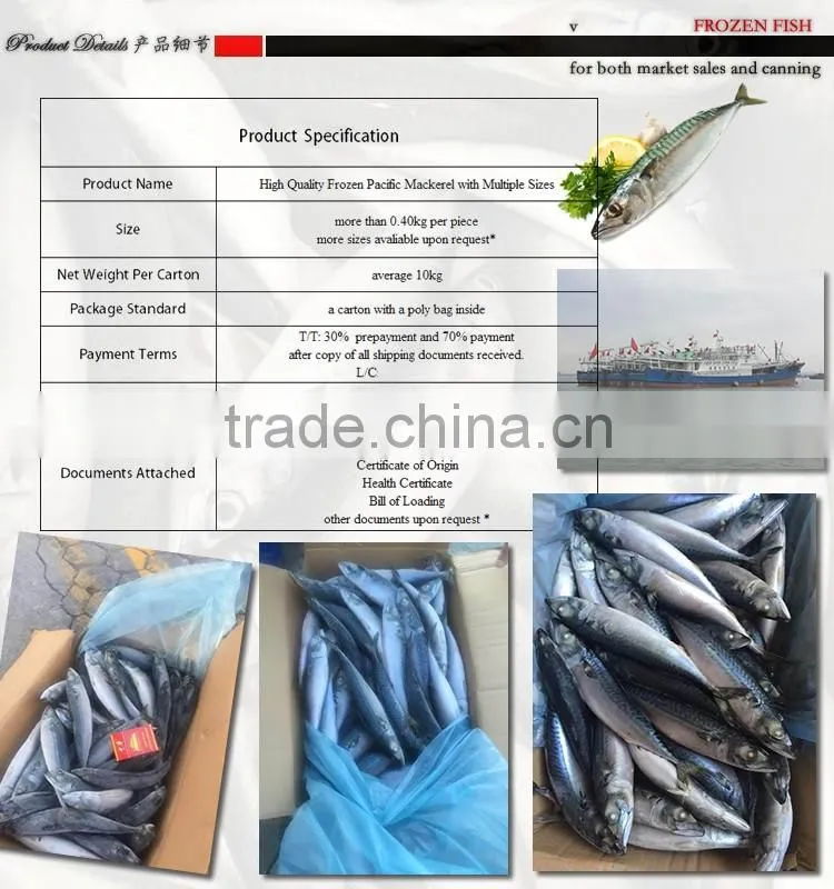 Scombor Japonicus Frozen Pacific Mackerel market sales 200-300g Light catch ship frozen/land frozen, unit size: 4-5pcs/kg