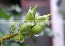 Clove Bud Oleoresin