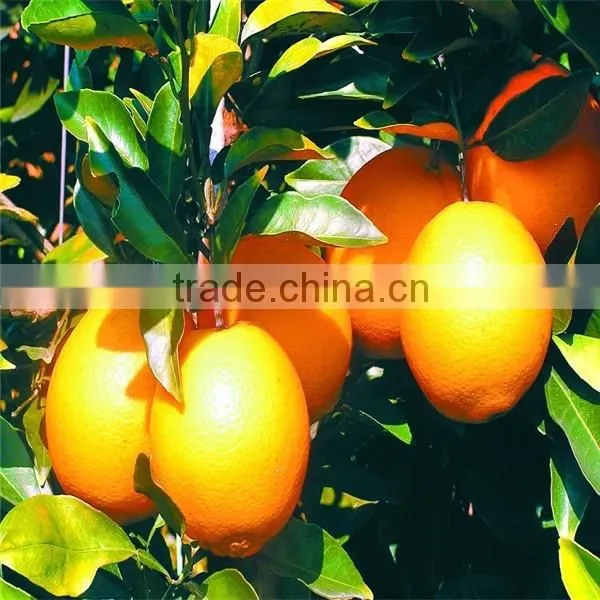 Hot selling fresh navel orange