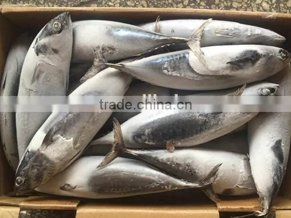 wholesale seafrozen bonito whole bonito tuna fish 300-800g up