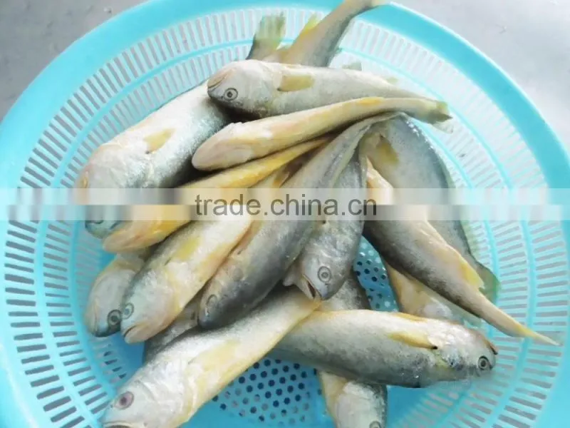 Export Frozen Whole Small Yellow Croaker Fish