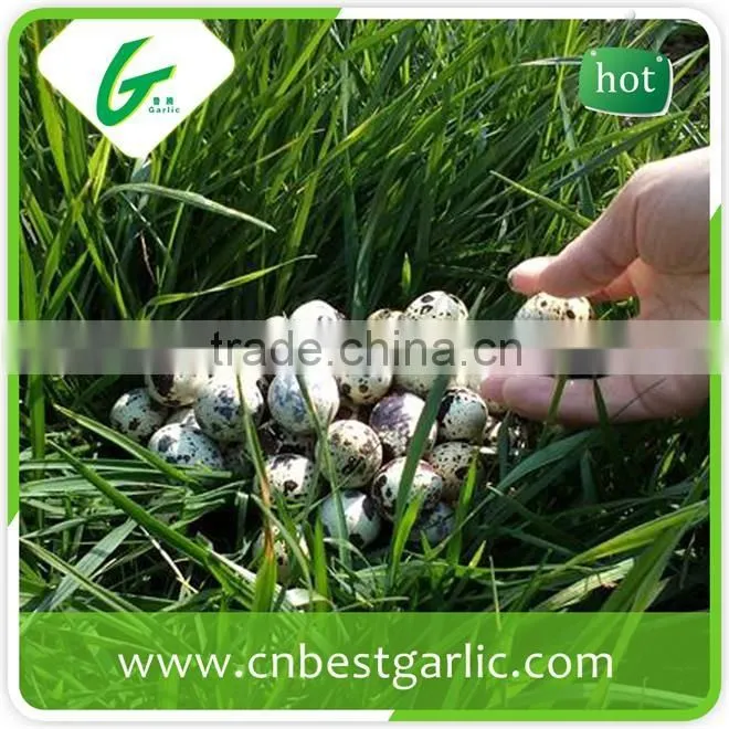 Hatching fresh quail eggs