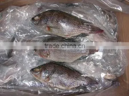 black tilapia tilapia gutted and scaled cleaning tilapia