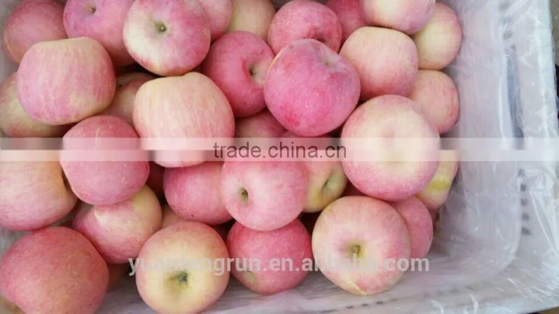 export dubai fuji apple