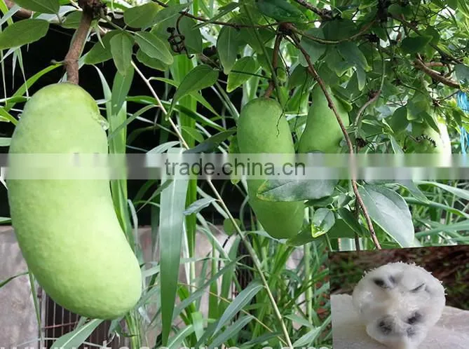 High Quality Rare Fruit Tree Seeds For Planting Holboellia latifolia Wall Seeds