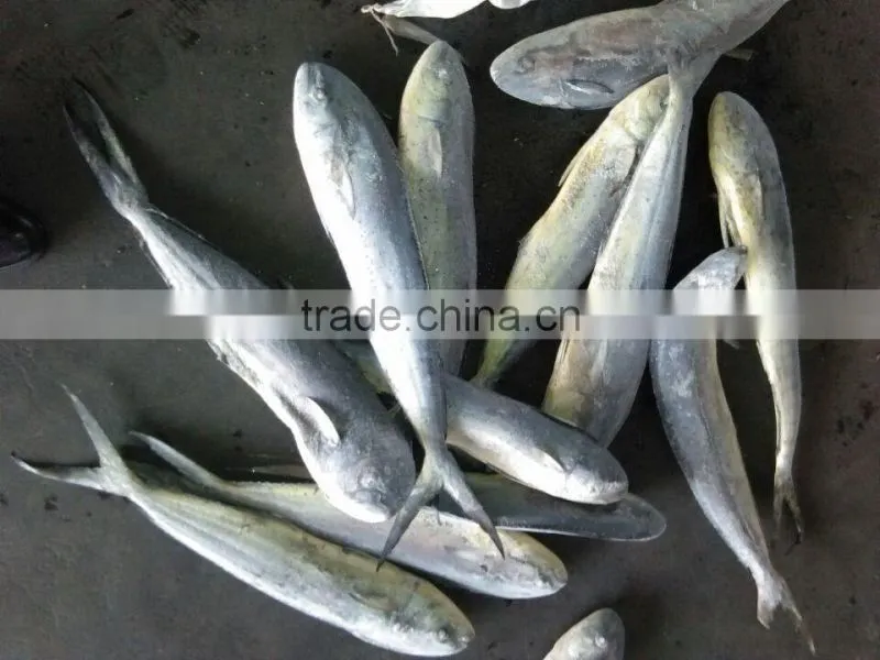 ready stock sea frozen mahi mahi whole round 2kgs + ,big size