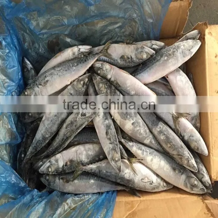 200-300G Good quality pacific mackerel scomber japonicus pacific mackerel on sale