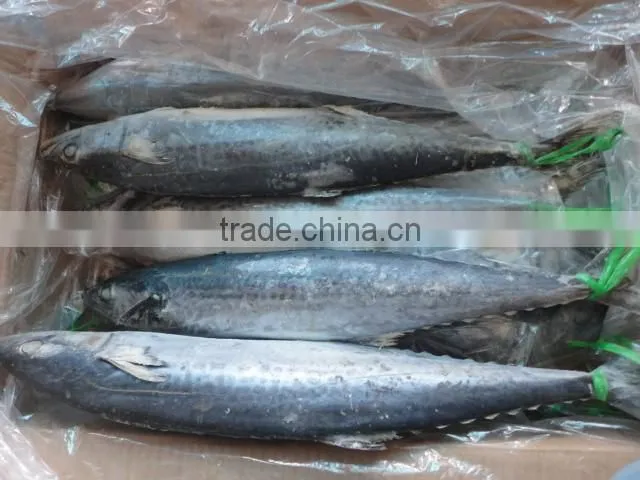 frozen fresh spanish mackerel