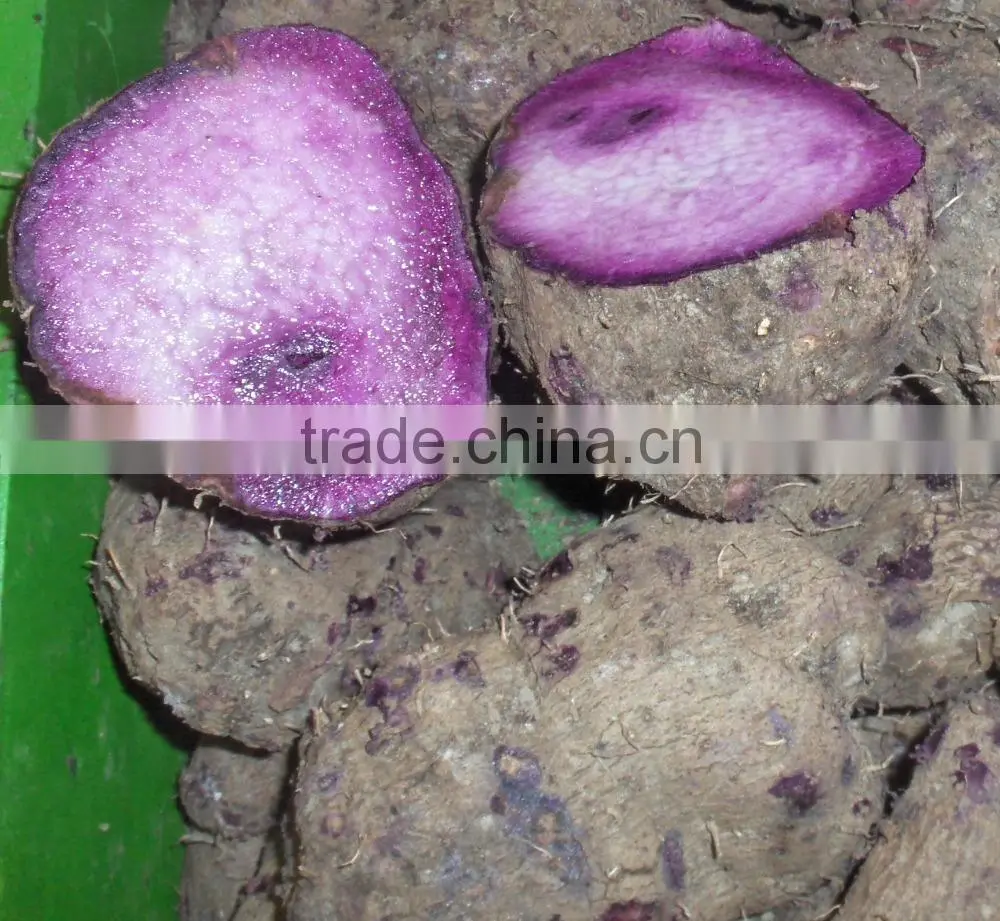 Vietnam Frozen Purple Yam Tuber root/ yam flour