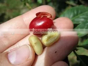multifunction green coffee bean peeling machine