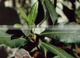 Terpineol (Complying to BP)