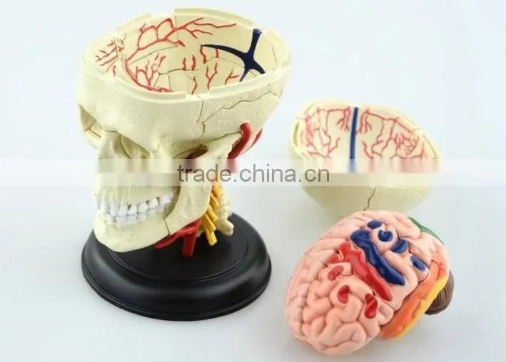 V-HM06 4D MASTER Brain skull brain model
