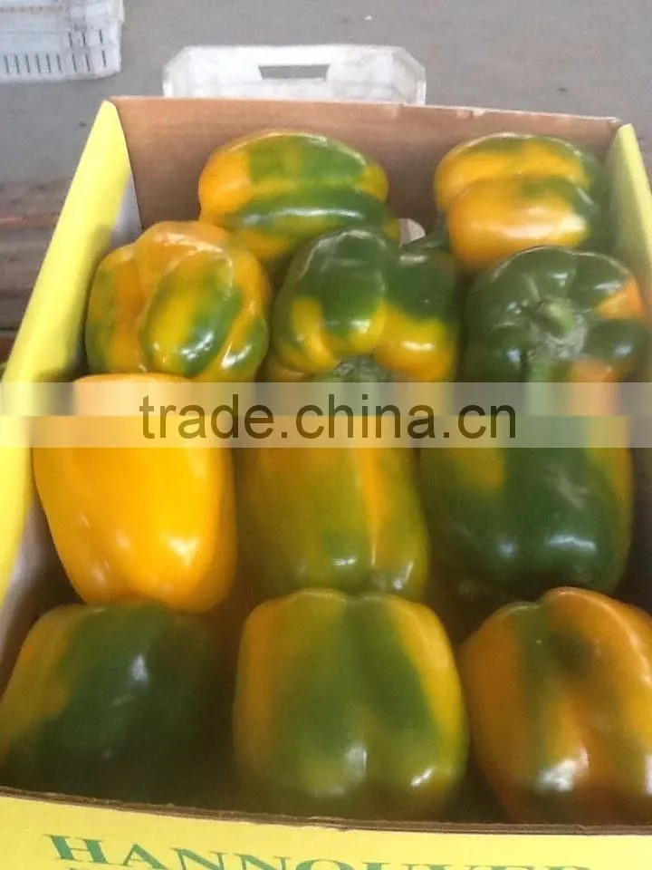 Capsicum