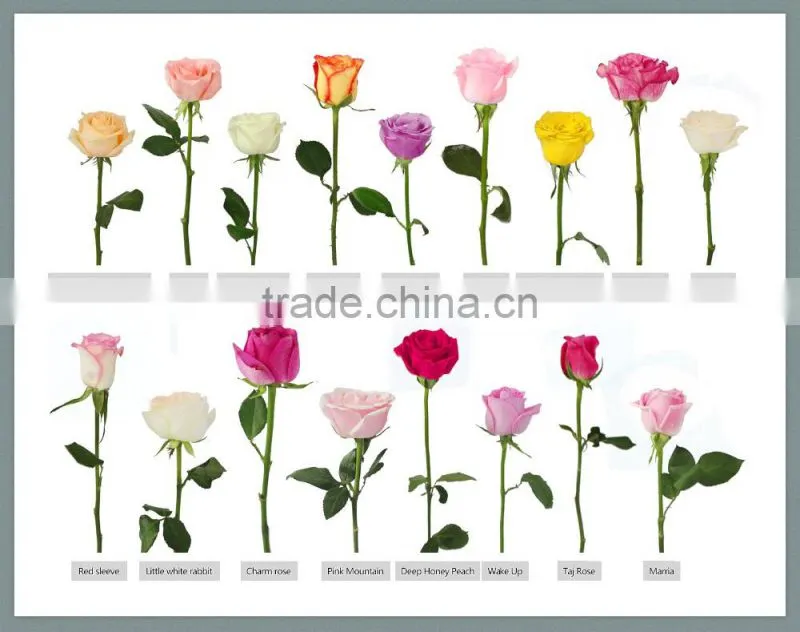 Supply fresh cut flower rose from flower base in Kingming