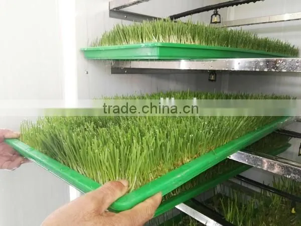 new type automatic barley sprout machine