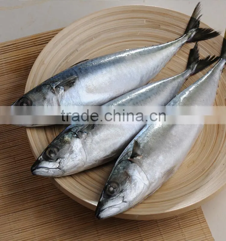 hot sale grade A horse mackerel