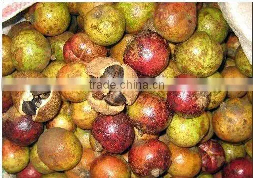 Prime camellia oil