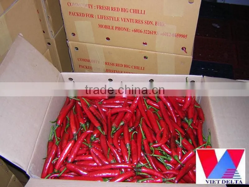 Fresh red big chili