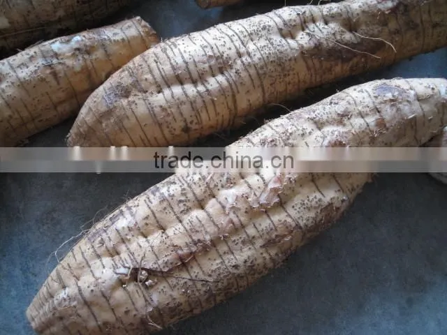 2015 Chinese vegetable fresh arrow root