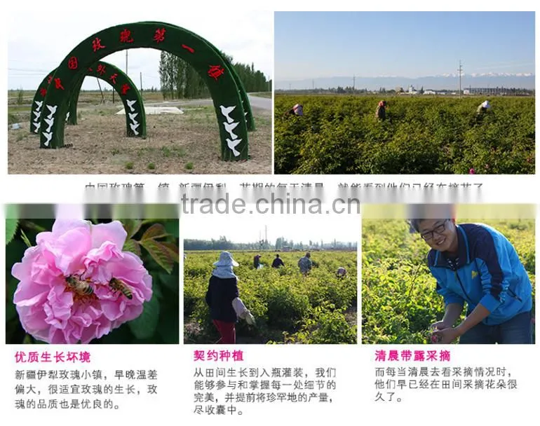 bulk manufacturer wholesale clove oil