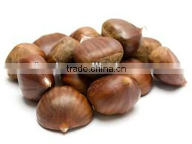 Sweet Chestnut - Castanea sativa