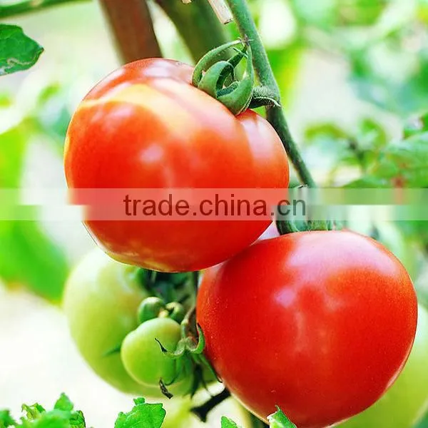 natural grade Lycopene 5% 6% 10%
