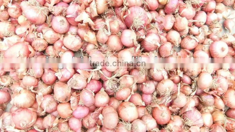 red small onion price