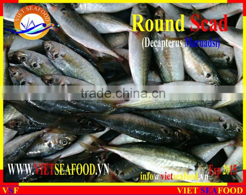FROZEN MARUADSI WHOLE ROUND (ROUND SCAD)