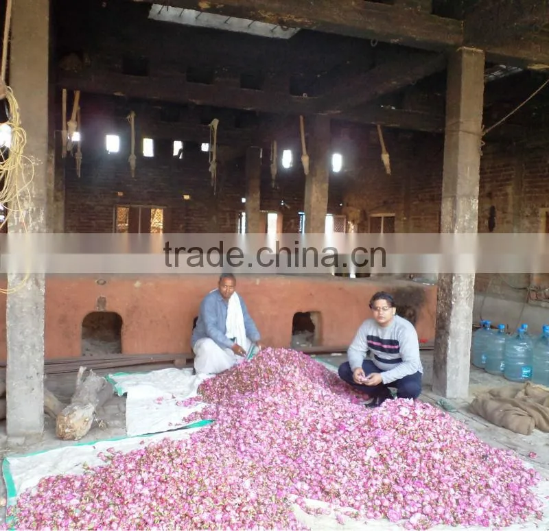 Rose Oils , Rosa damascene,