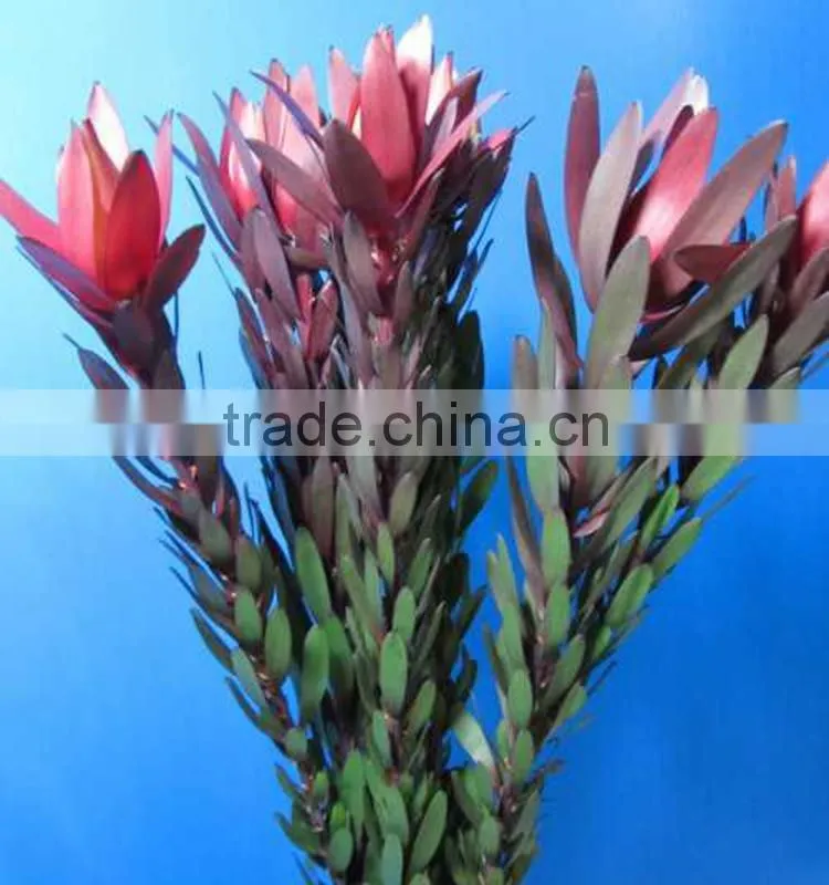 Newest manufacture wholesale Leucadendronflower