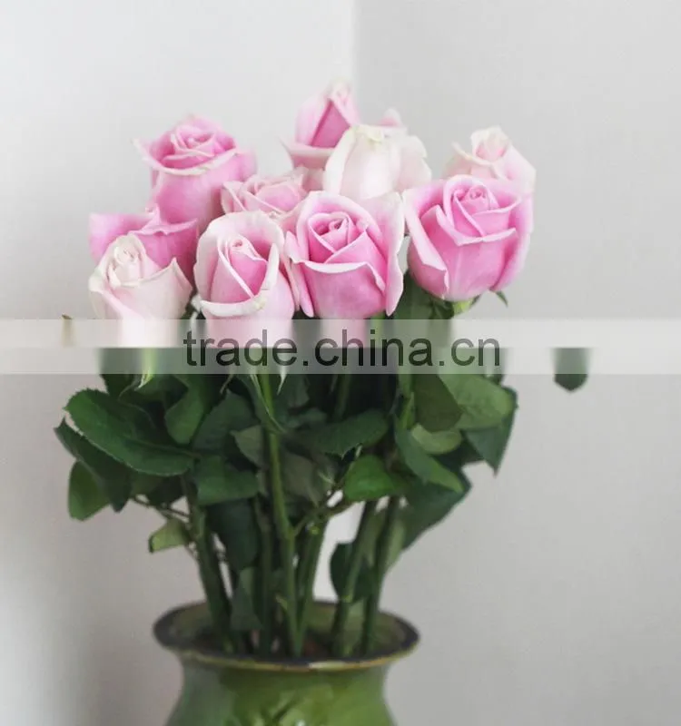 Top quality hot selling malia roses rose plants and jungle roses
