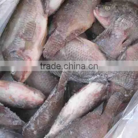 Frozen black tilapia GS