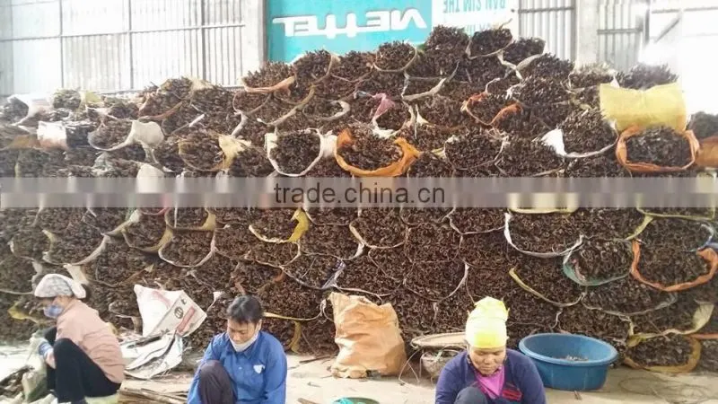 VIETNAM CASSIA / CINNAMON