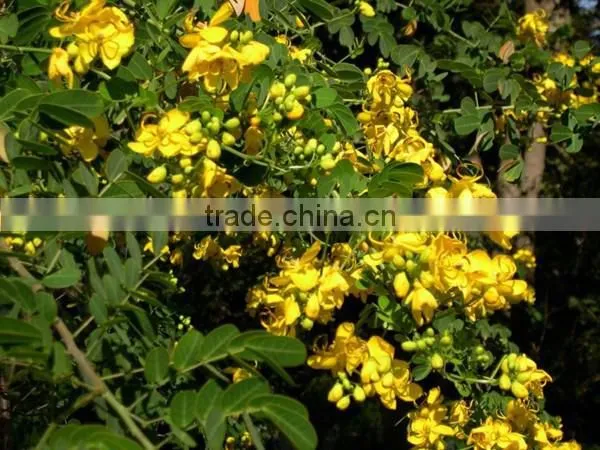 CASSIA OIL