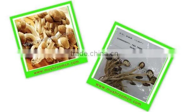 hot sale dried edible Tea tree mushrooms