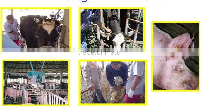 RFID UHF rfid Animal tracking cattle Ear Tags