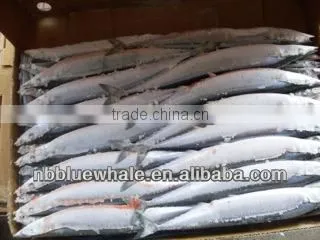 Pacific Saury / Sanma / Mackerel Pike