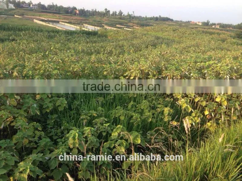 eco-friendly ramie curtain fabric