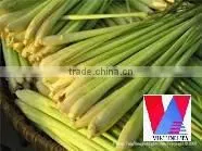 Fresh Lemongrass