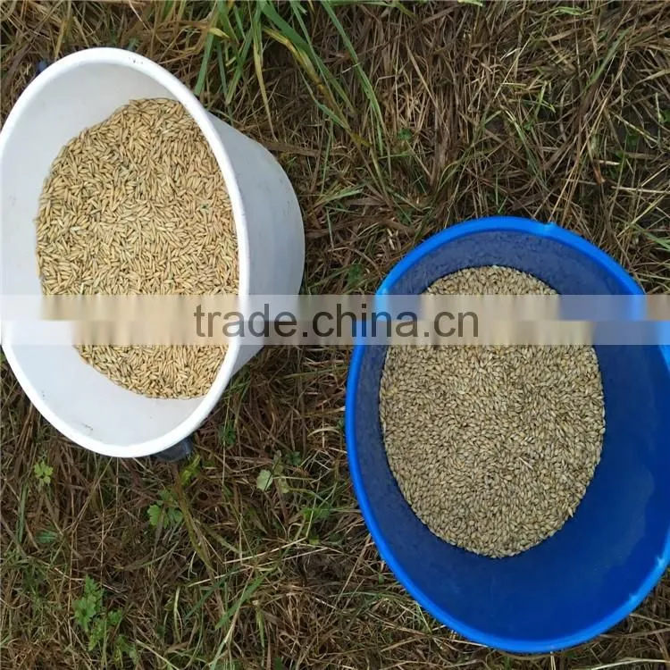 Whole grain barley