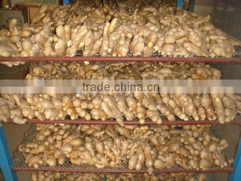 New crop ginger root ginger for sale with good quality