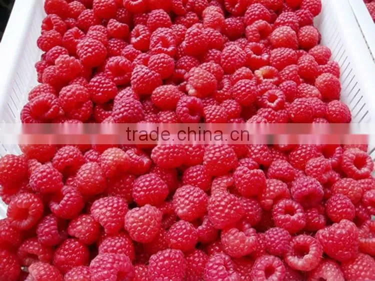 rozen Raspberry, Frozen Sour Cherry, Frozen Blackberry, Frozen Plum, Plum Marmalade, Frozen and Dry Mushrooms