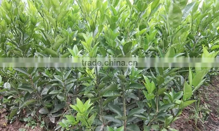 fresh orange tree seedling