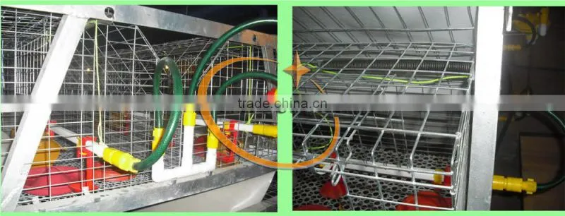 TAIYU Farm Broiler