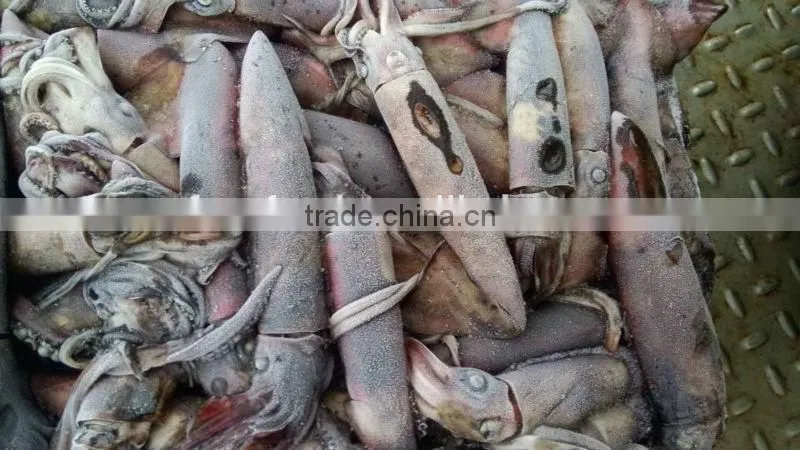 japenese squid bay packing