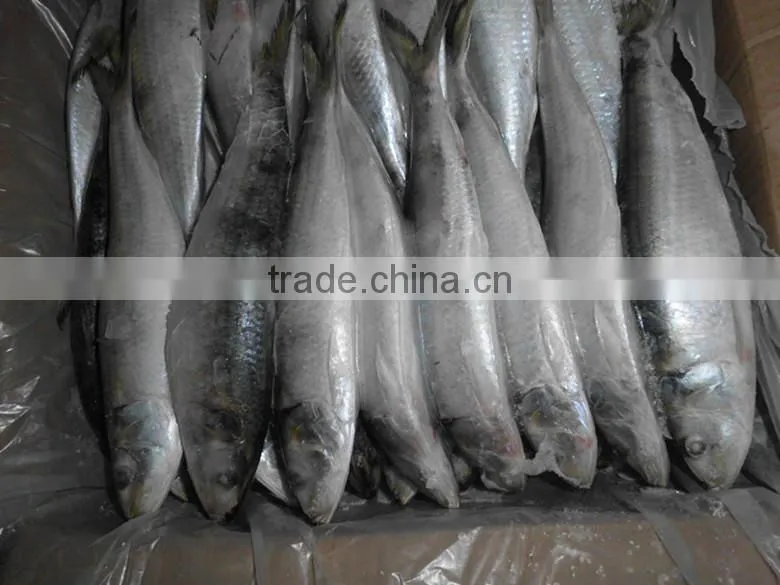 Dongguan Beinuo sardine frozen sagax from China famous supplier