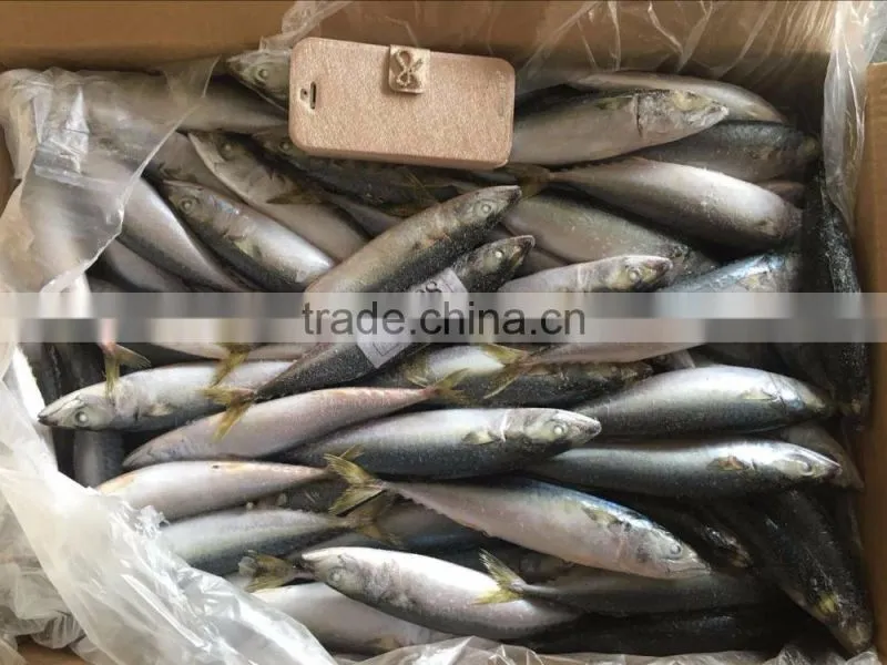 Frozen Mackerel Fish