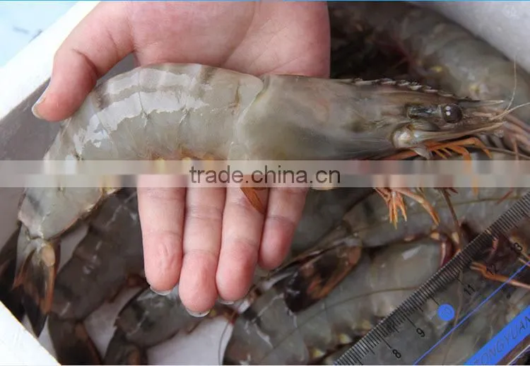 Frozen Banded Shrimp